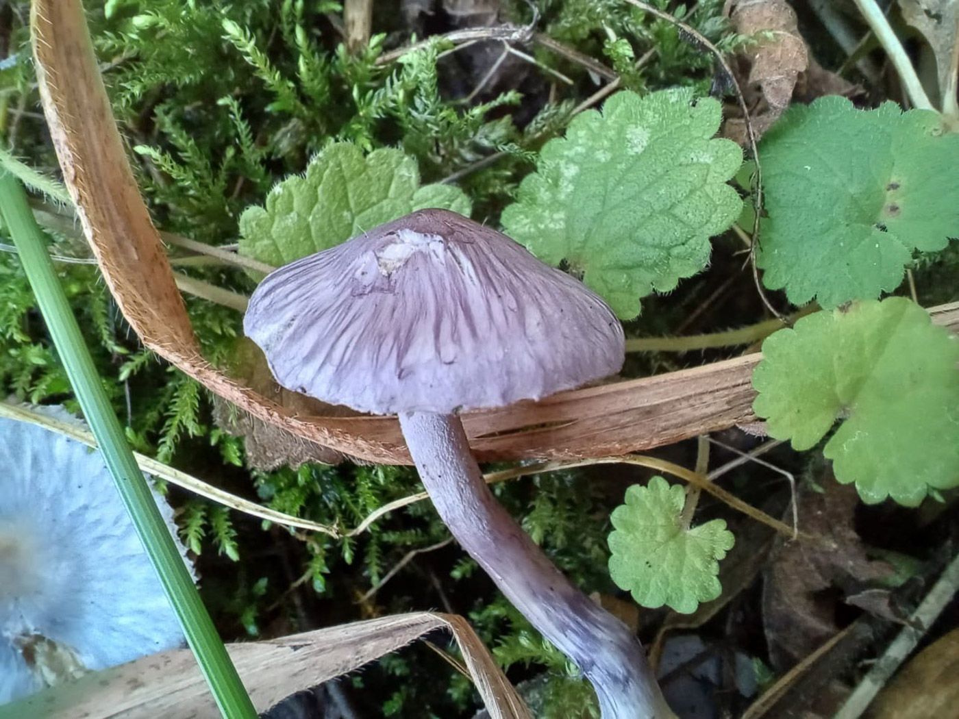 Photo © Bob Simpson Inocybe cf ionolepis by Bob Simpson